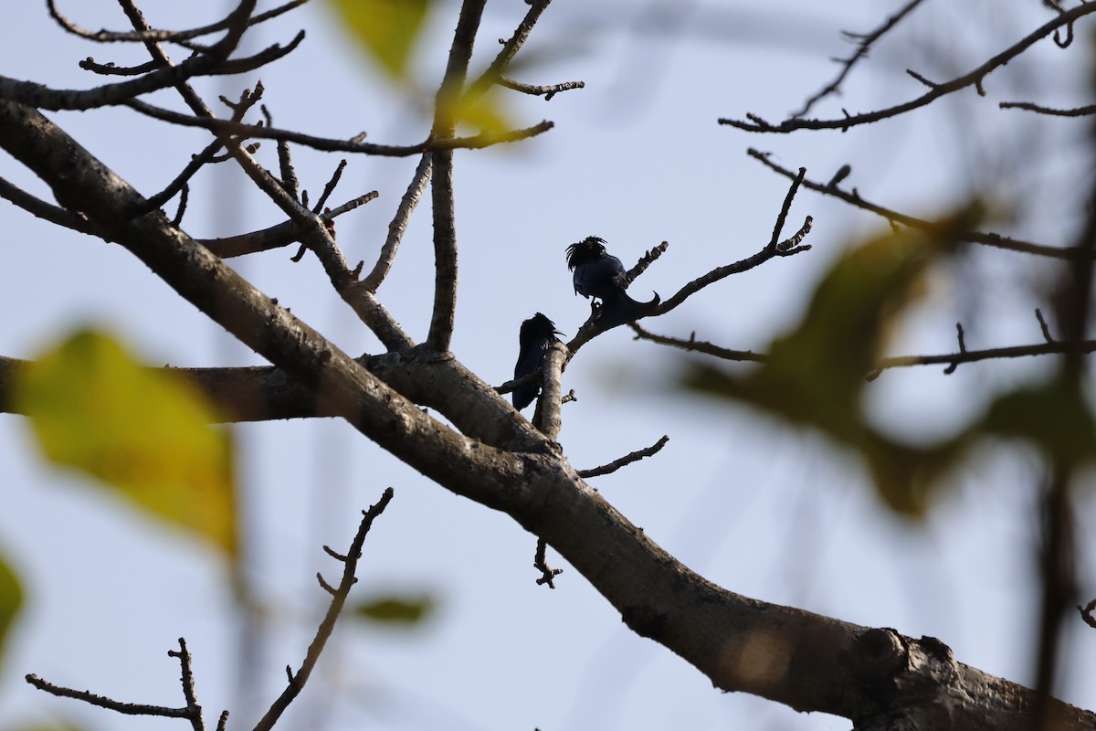 Hair-crested Drongo - ML615865972