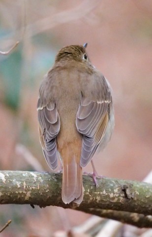 Hermit Thrush - Roger Horn