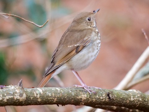 Hermit Thrush - Roger Horn