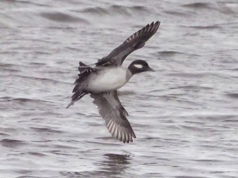 Bufflehead - Roger Horn