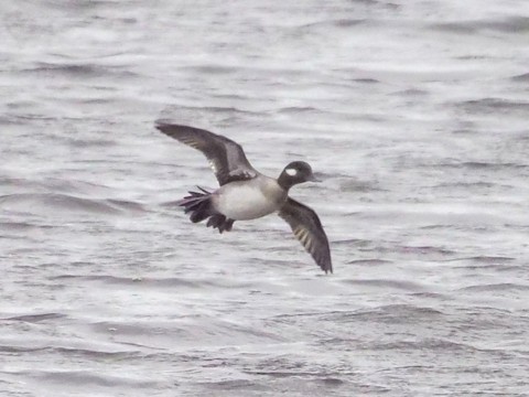 Bufflehead - Roger Horn