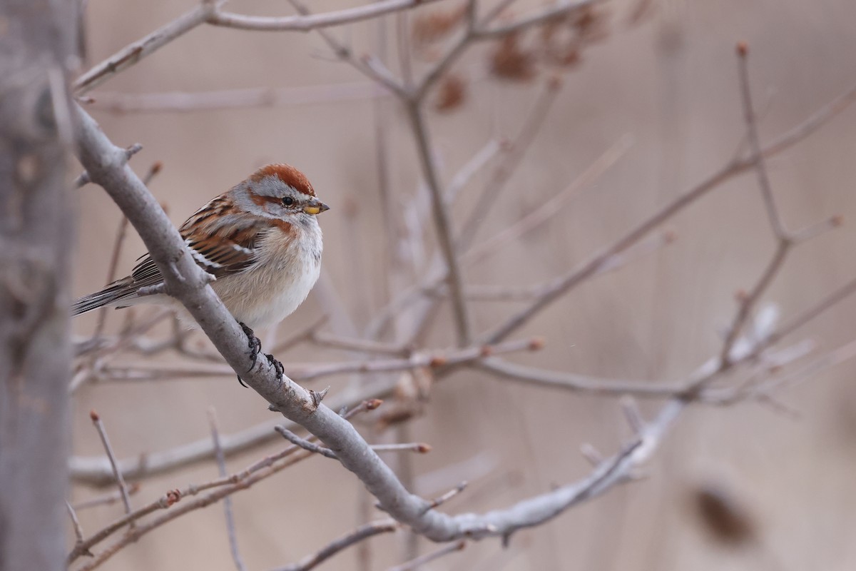American Tree Sparrow - Mark Sak