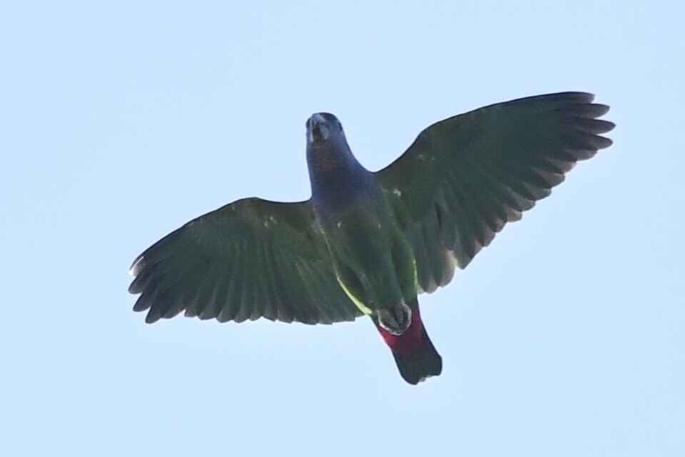 Blue-headed Parrot - ML615866437
