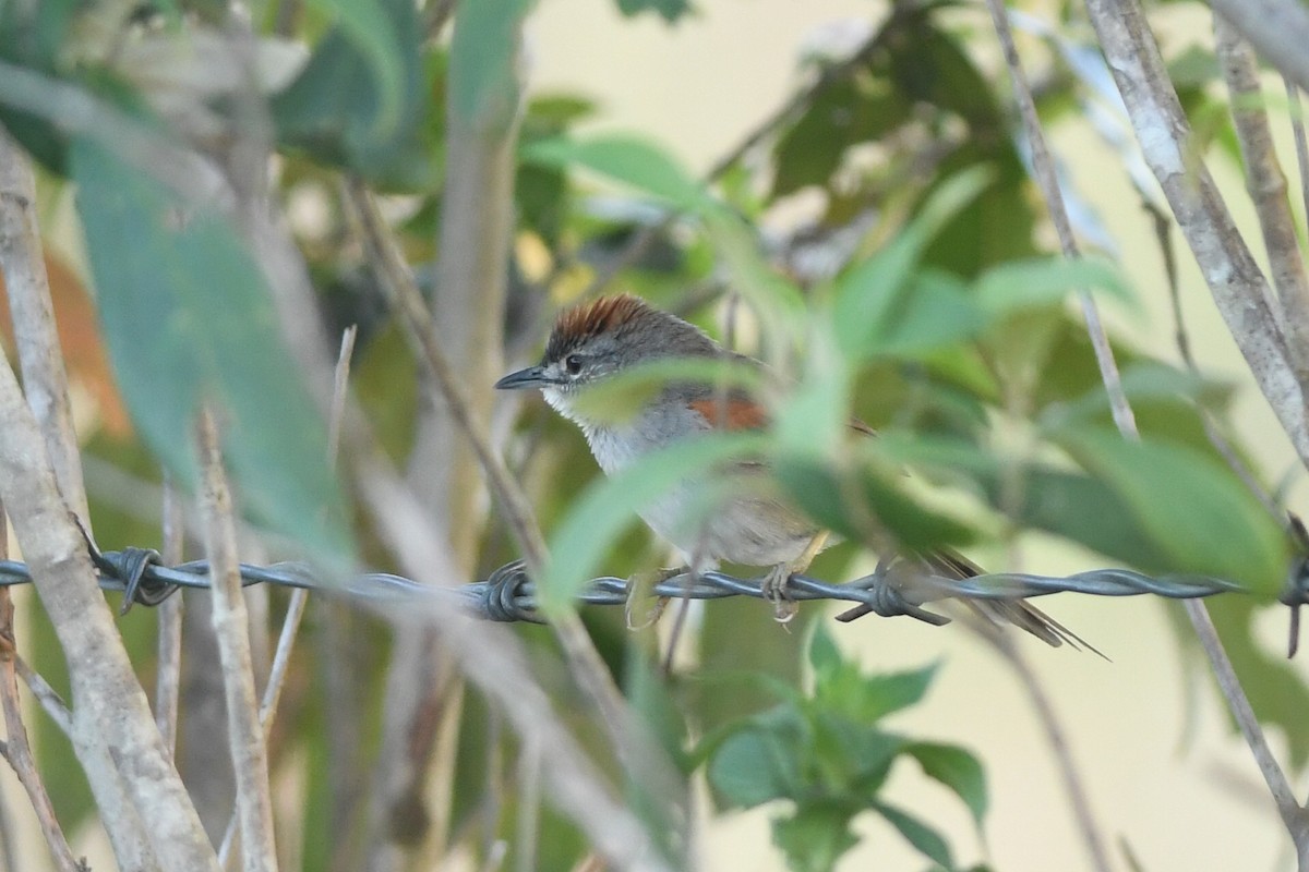 Pale-breasted Spinetail - ML615866470