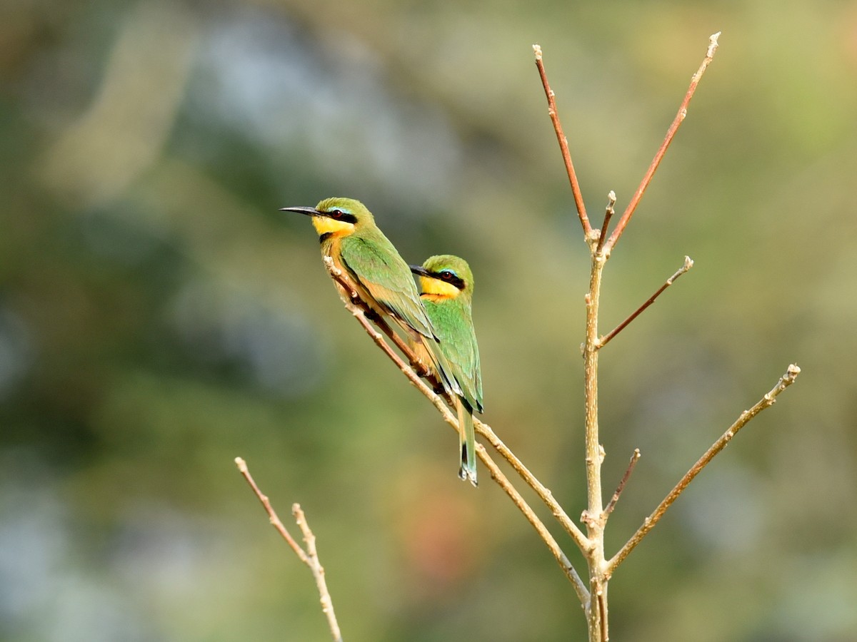 Little Bee-eater - jerald britten