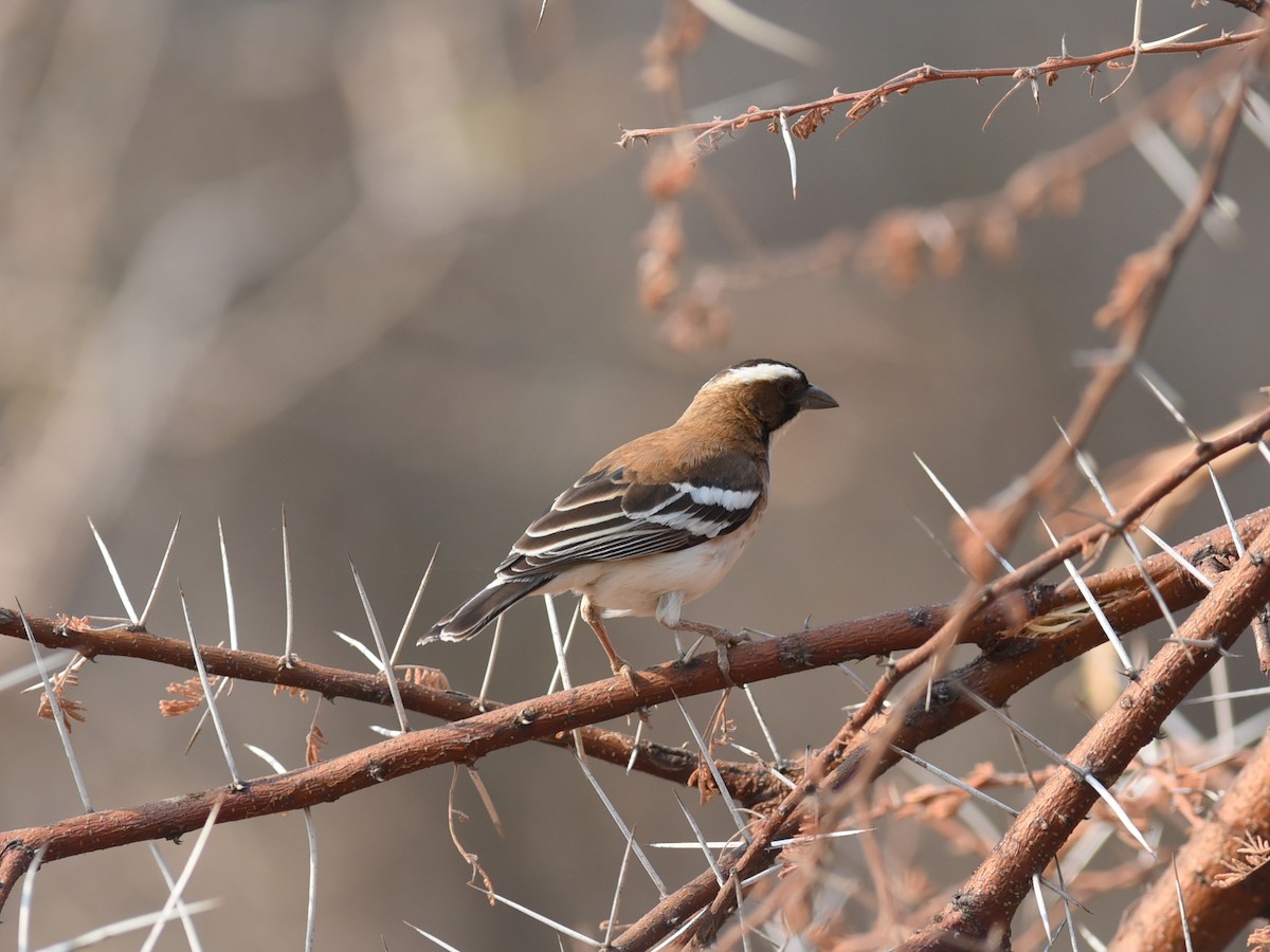 White-browed Sparrow-Weaver - ML615866518