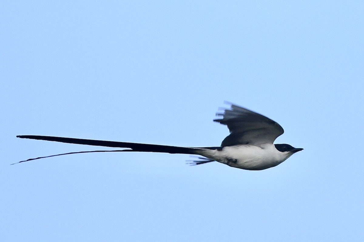 Fork-tailed Flycatcher - ML615866578