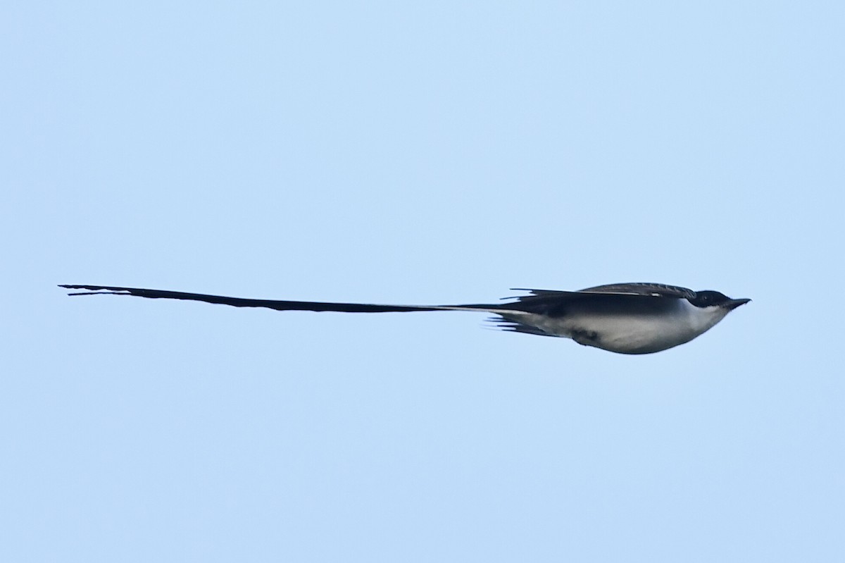 Fork-tailed Flycatcher - ML615866579