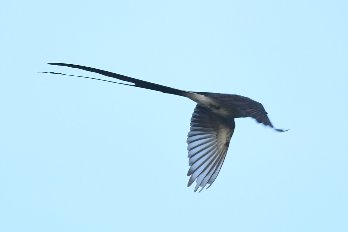 Fork-tailed Flycatcher - ML615866580