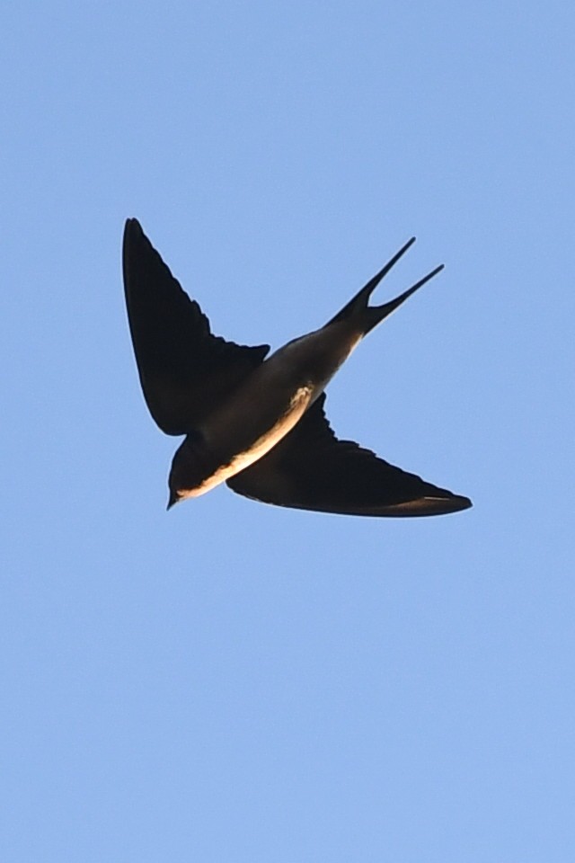 Barn Swallow - ML615866650