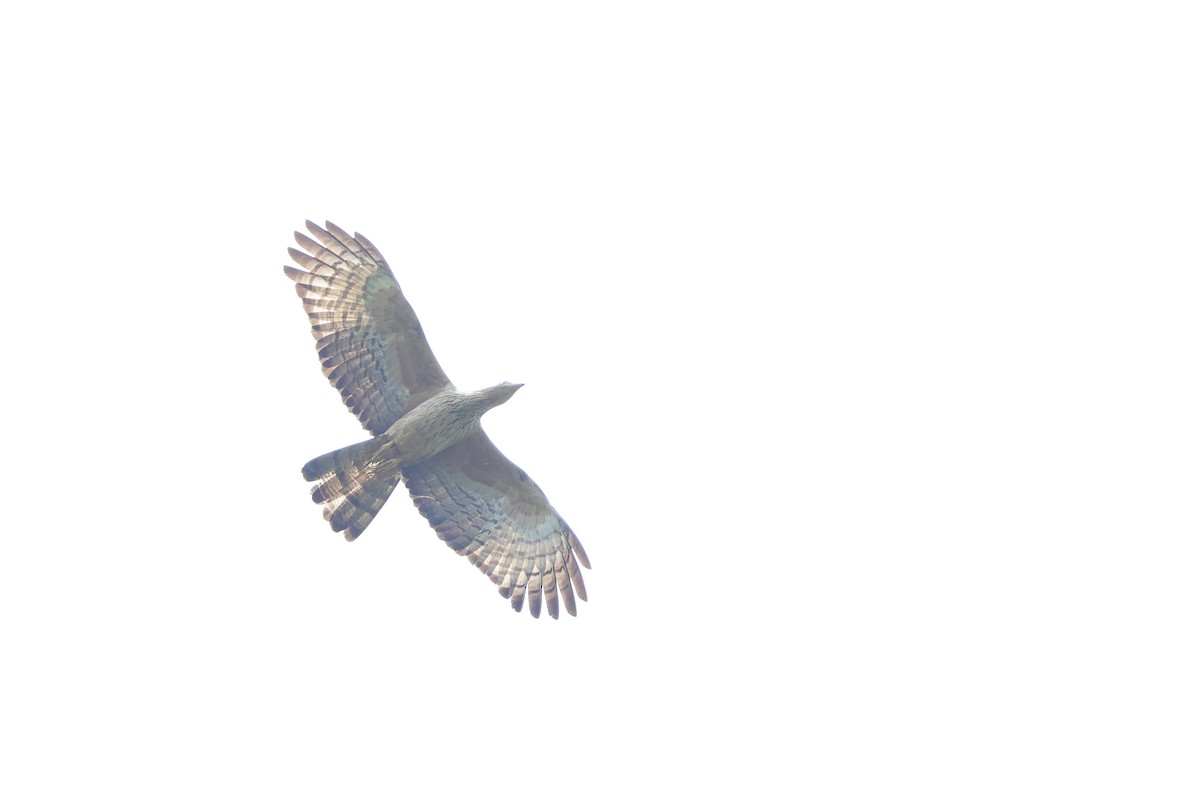 Oriental Honey-buzzard (Indomalayan) - ML615866672