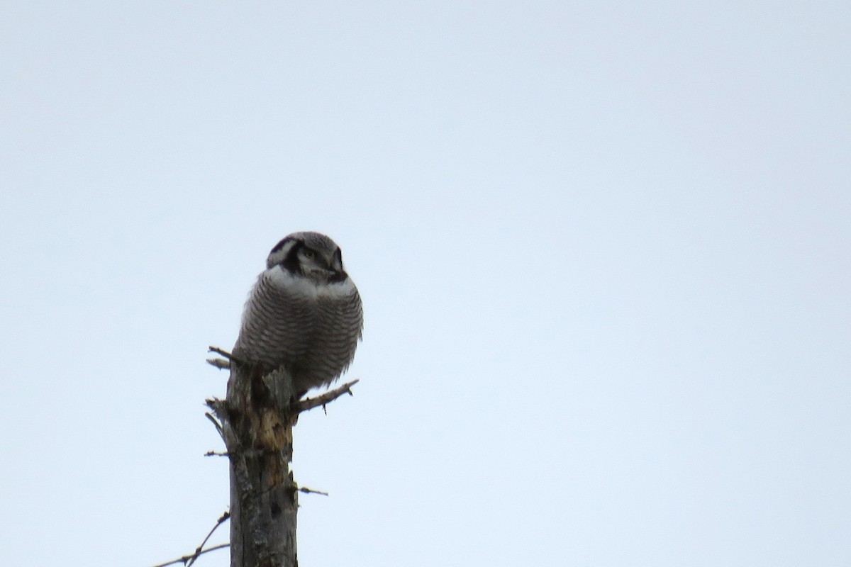 Northern Hawk Owl - Örjan Sjögren