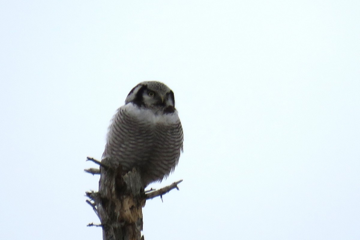Northern Hawk Owl - ML615866694