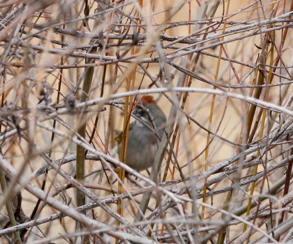 Green-tailed Towhee - Russell Kokx