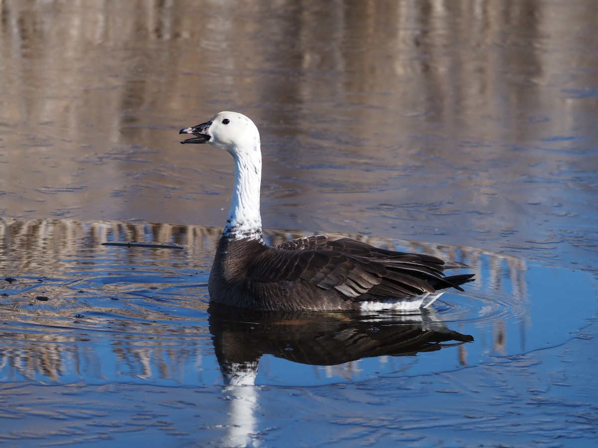 Snow x Canada Goose (hybrid) - ML615866731