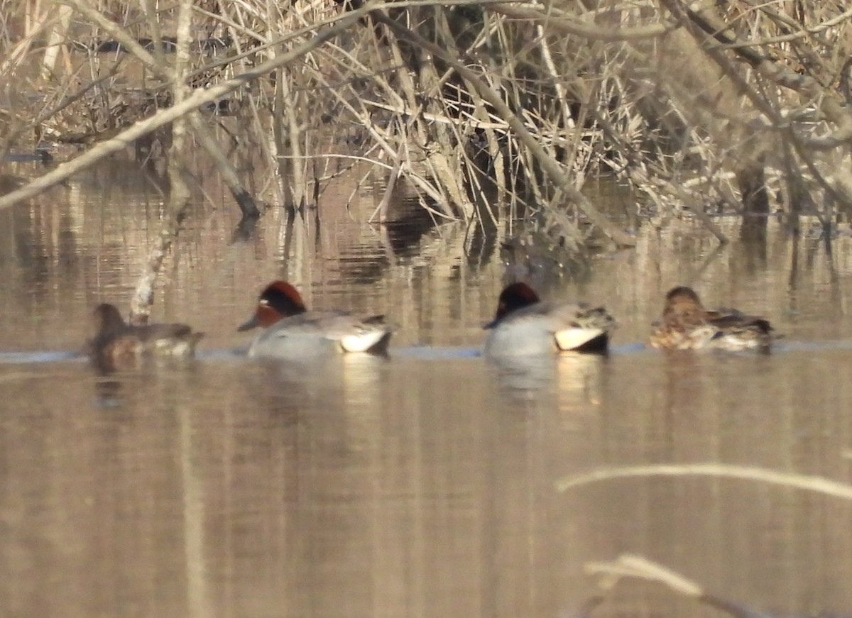 Green-winged Teal - ML615866762