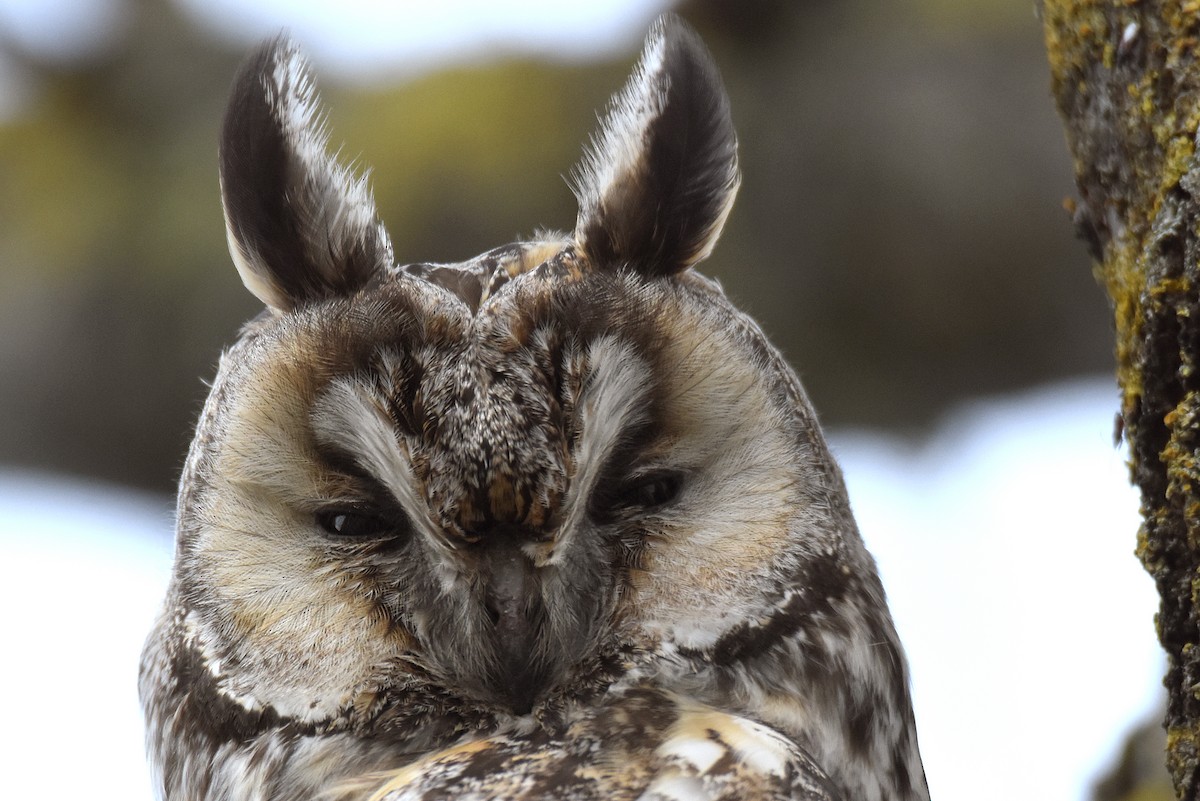 Long-eared Owl - ML615867133