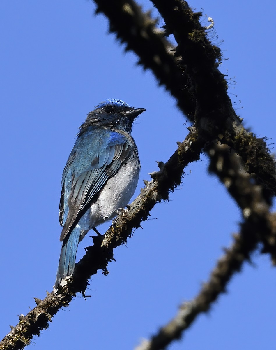 Blue-and-white Flycatcher - ML615867197