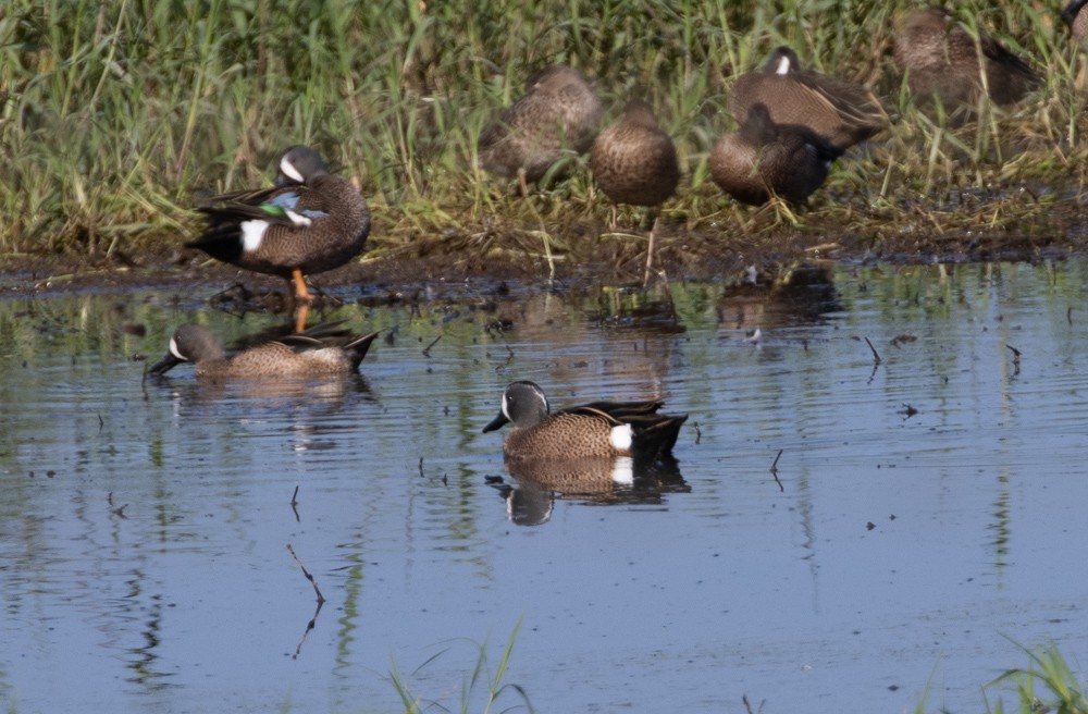 Blue-winged Teal - ML615867218