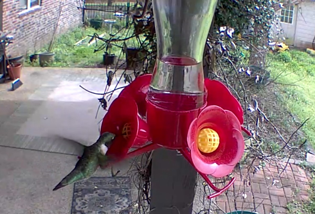 Ruby-throated Hummingbird - ML615867287