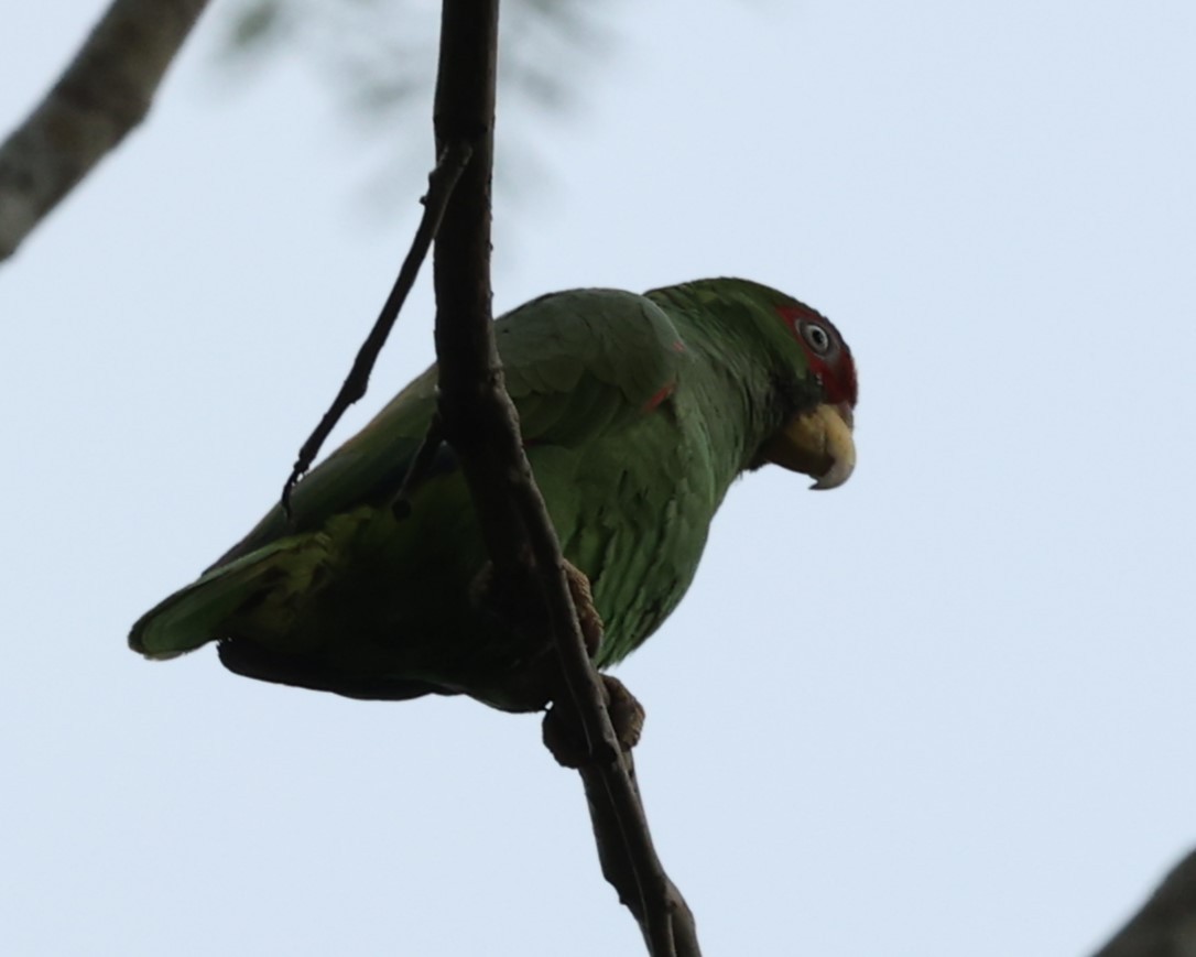 White-fronted Parrot - ML615867408