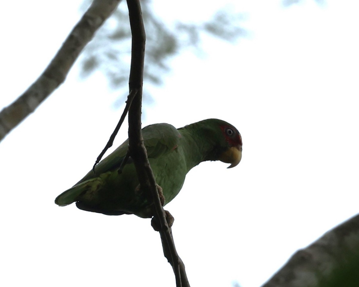 White-fronted Parrot - ML615867409