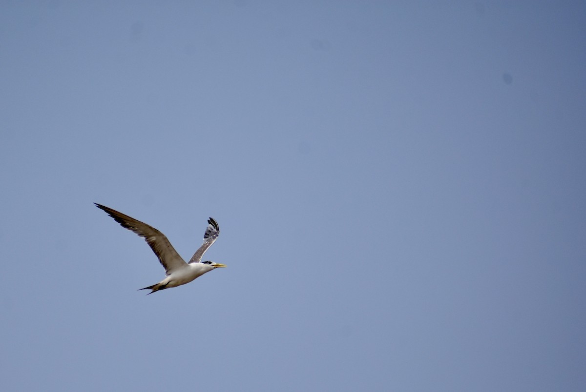 Great Crested Tern - Janardhan Uppada