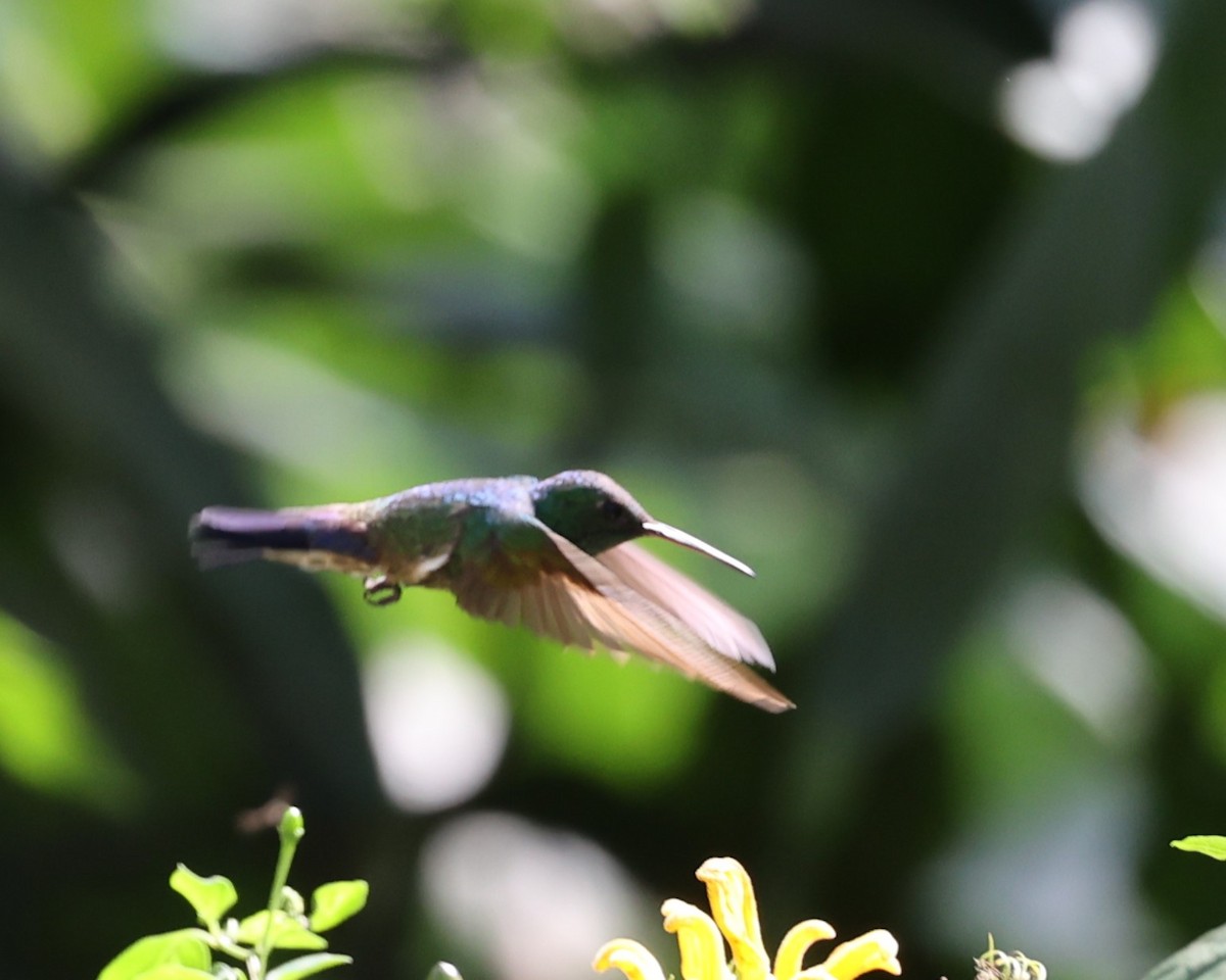 Blue-vented Hummingbird - ML615867534