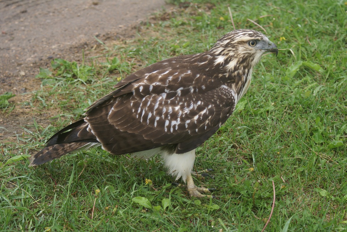 Red-tailed Hawk - ML615867675
