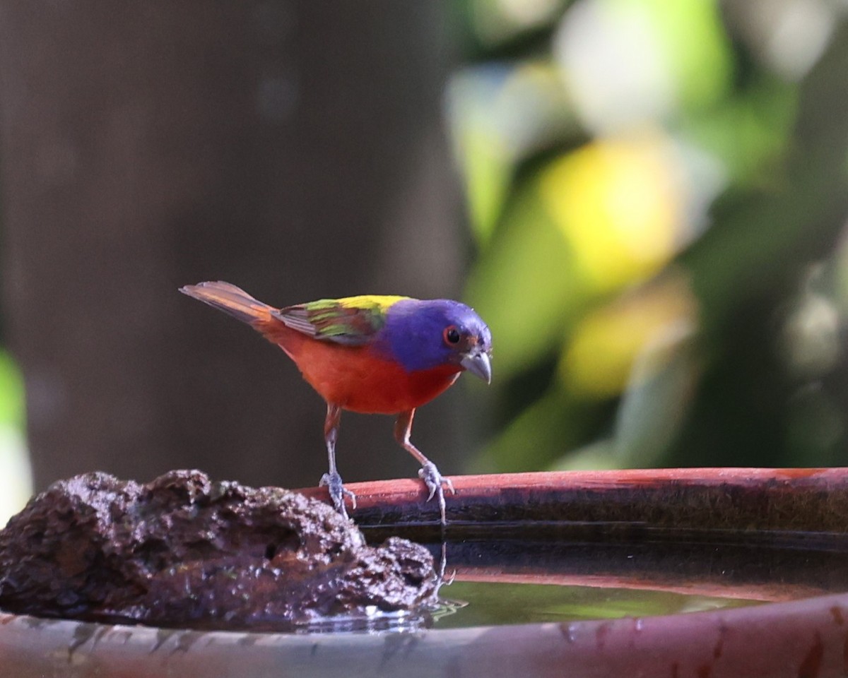 Painted Bunting - ML615867680