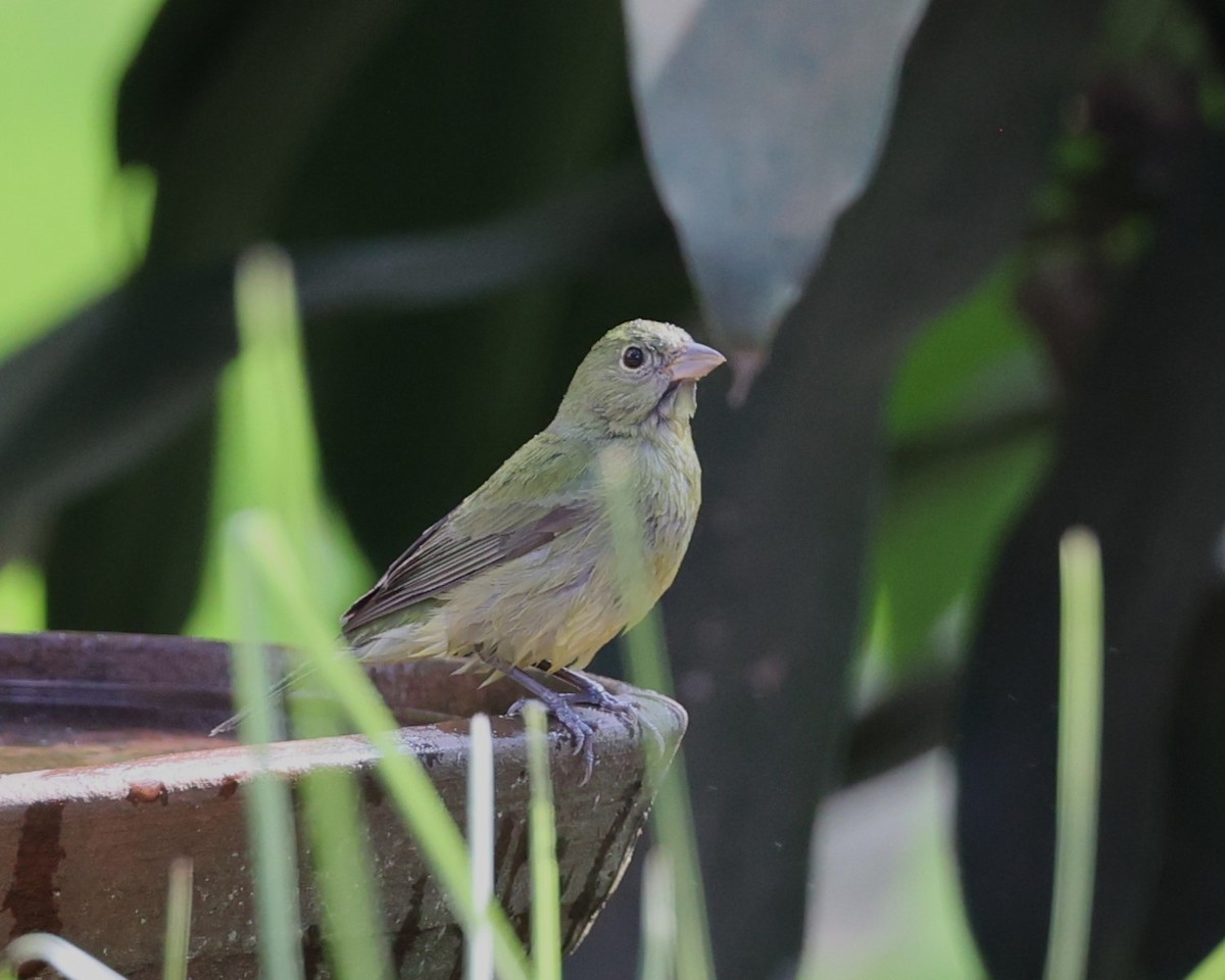 Painted Bunting - ML615867681
