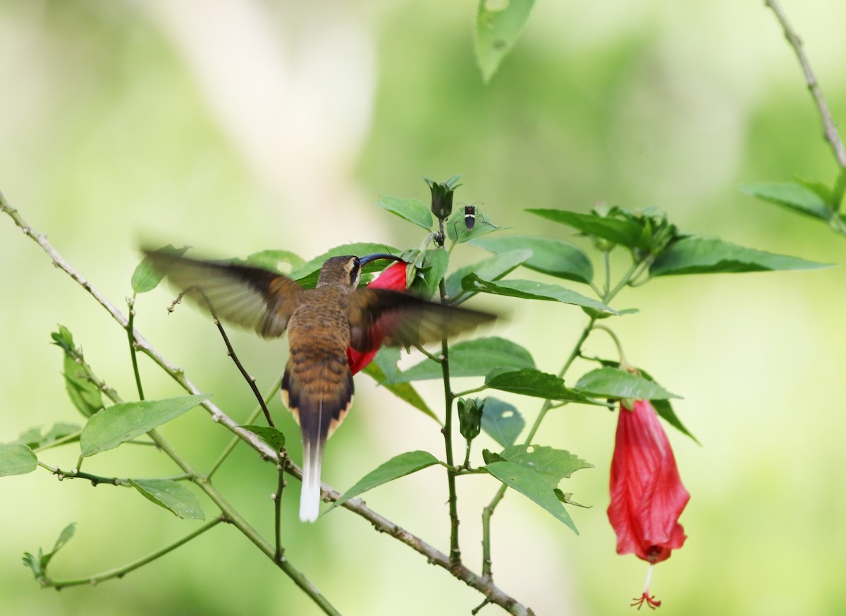 kolibřík dlouhozobý - ML615867895