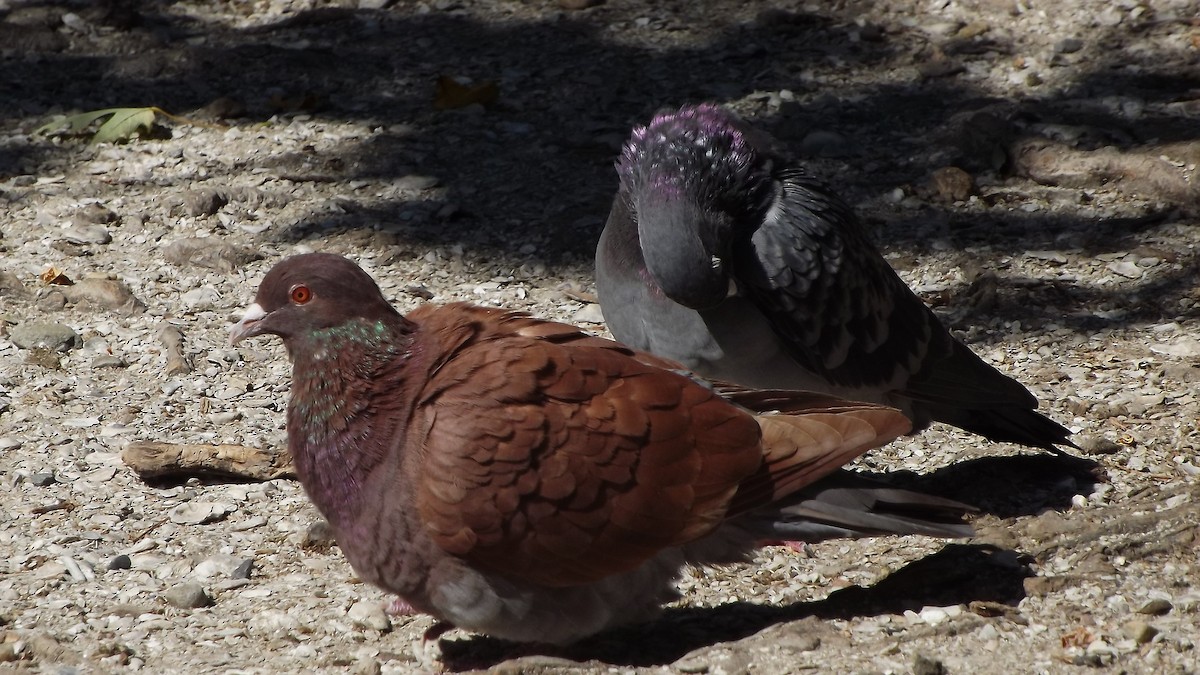 Rock Pigeon (Feral Pigeon) - Michael Mulqueen