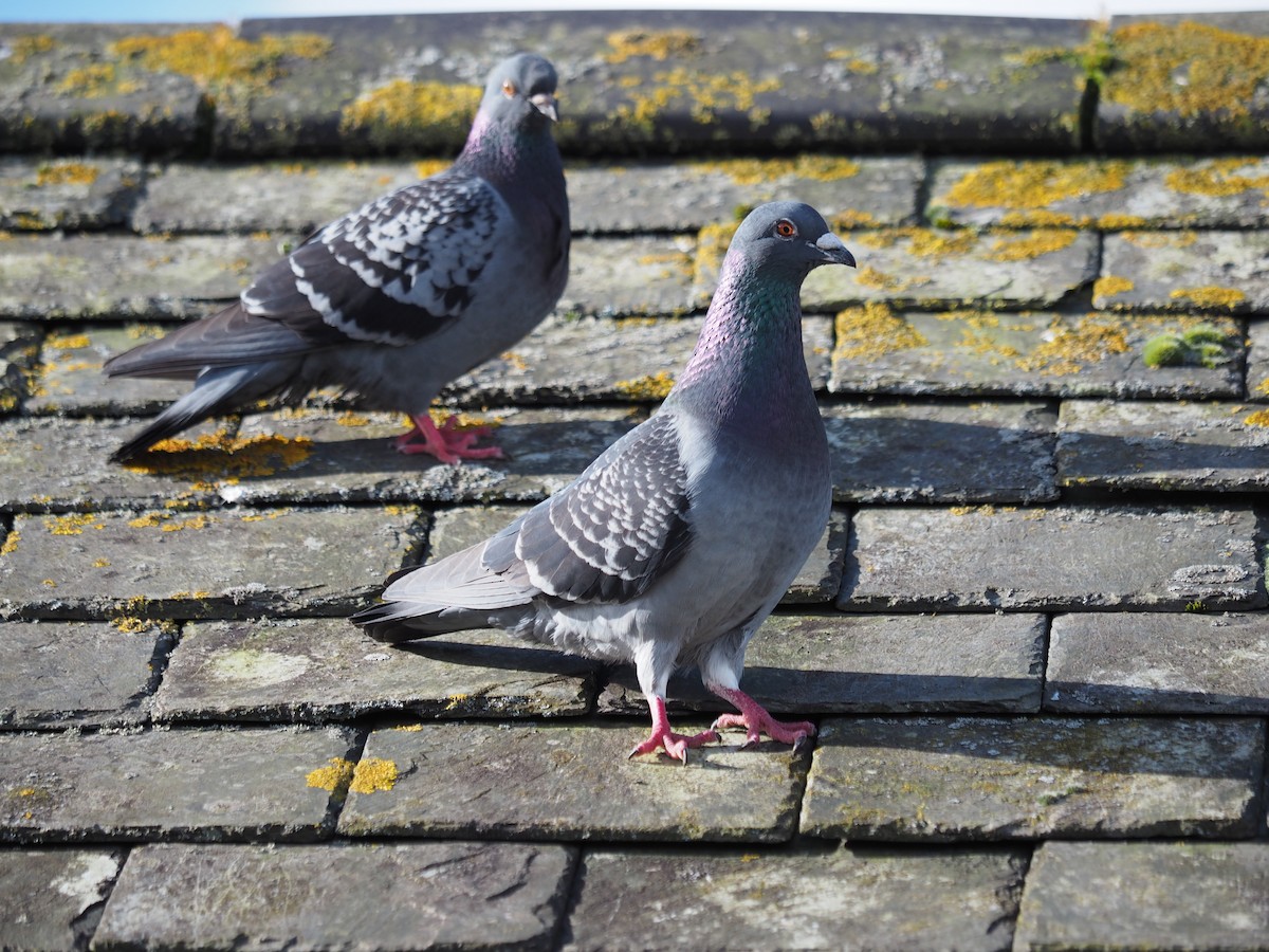 Rock Pigeon (Feral Pigeon) - ML615867934