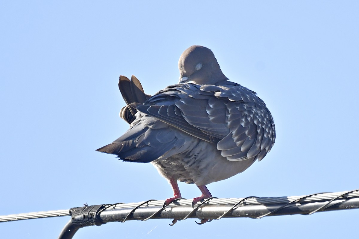 Spot-winged Pigeon - ML615868392