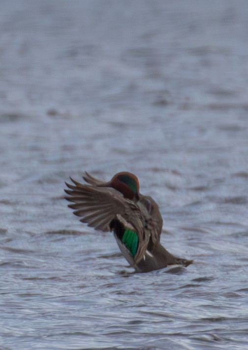 Green-winged Teal - ML615868530