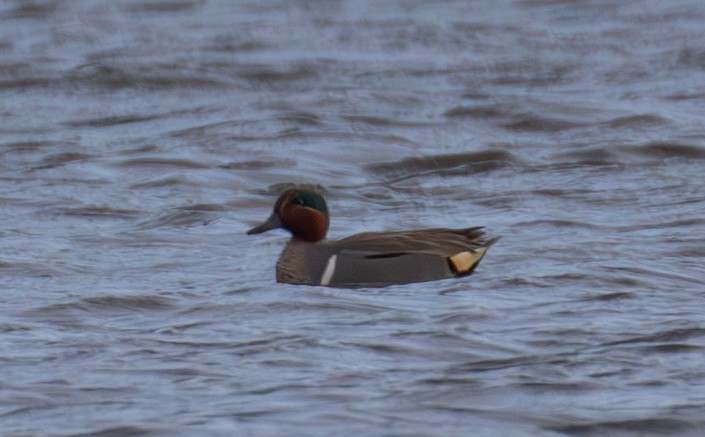 Green-winged Teal - ML615868531