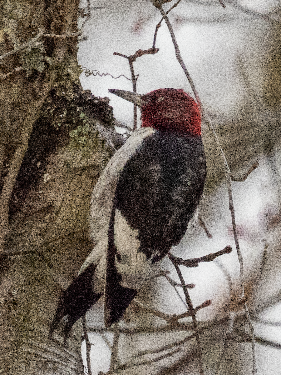Red-headed Woodpecker - ML615868616