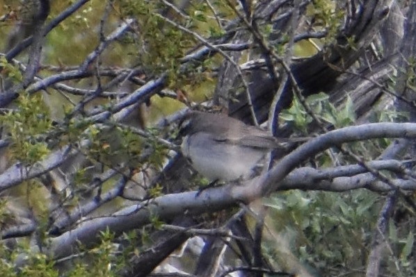 Black-throated Sparrow - ML615868747