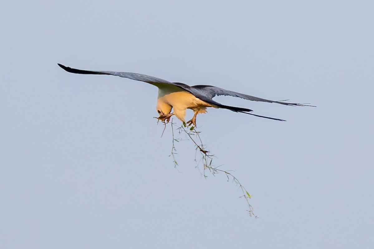 Swallow-tailed Kite - ML615868829