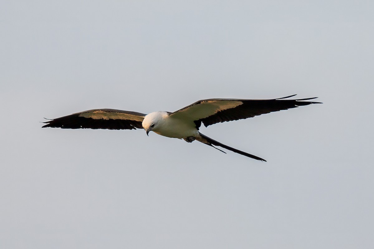 Swallow-tailed Kite - ML615868857