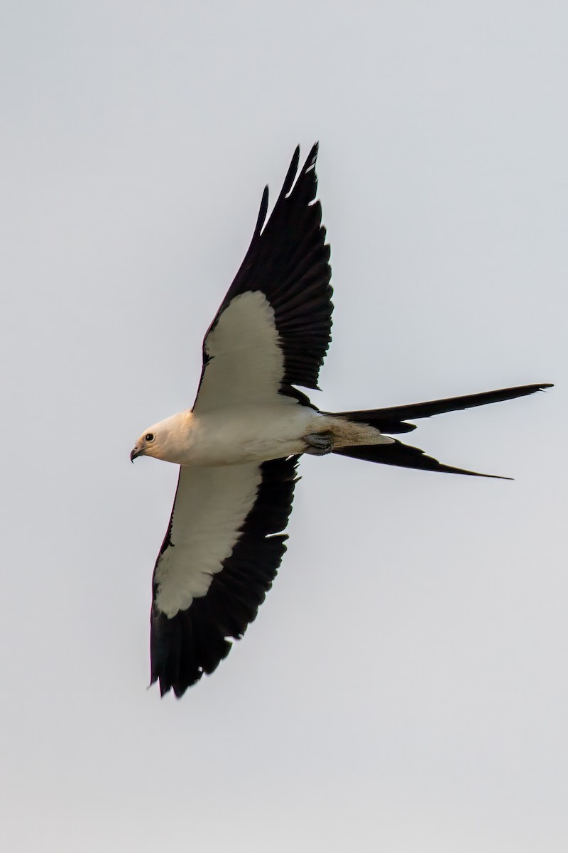 Swallow-tailed Kite - ML615868872