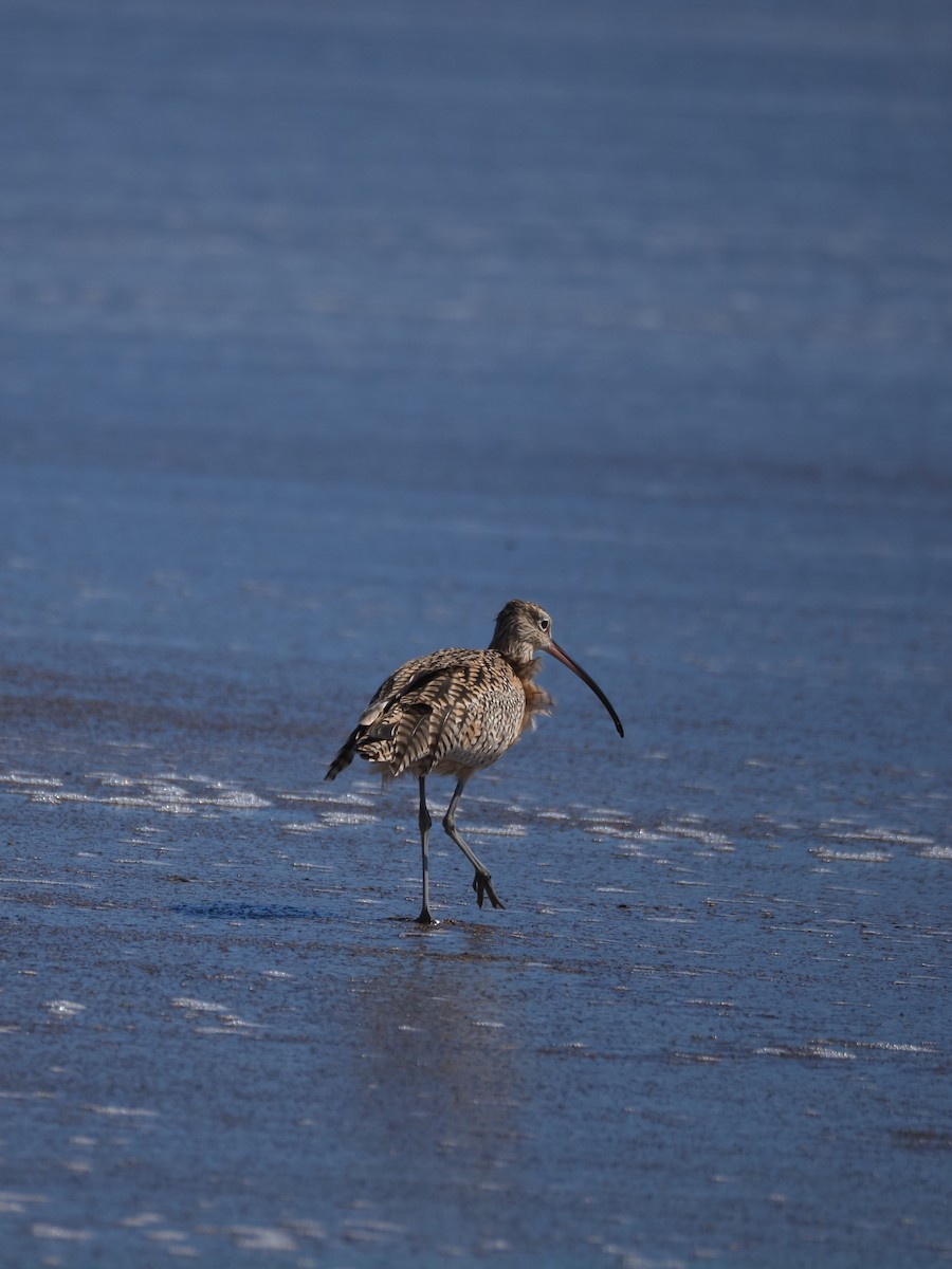 Long-billed Curlew - ML615868900