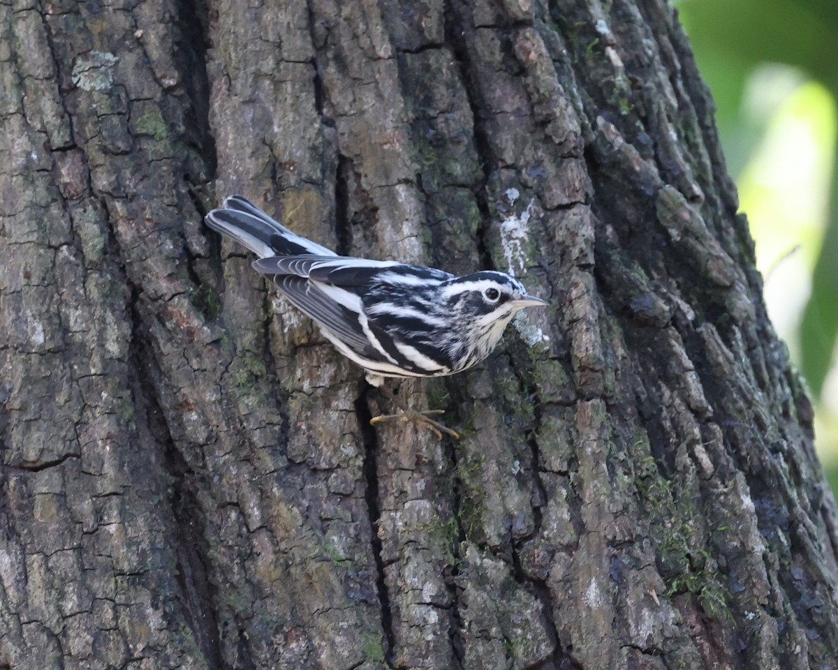 Black-and-white Warbler - ML615868945