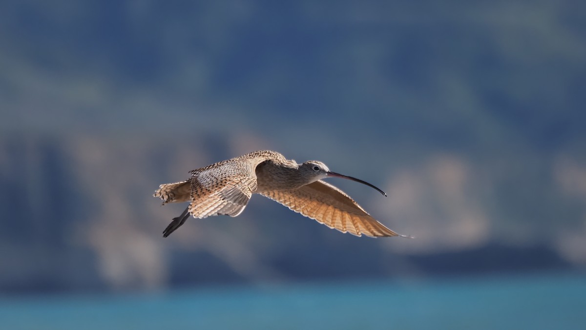 Long-billed Curlew - ML615869112