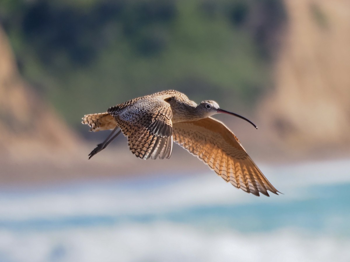 Long-billed Curlew - ML615869114