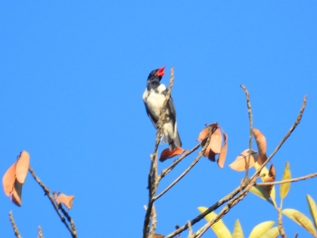 Red-billed Pied Tanager - ML615869133