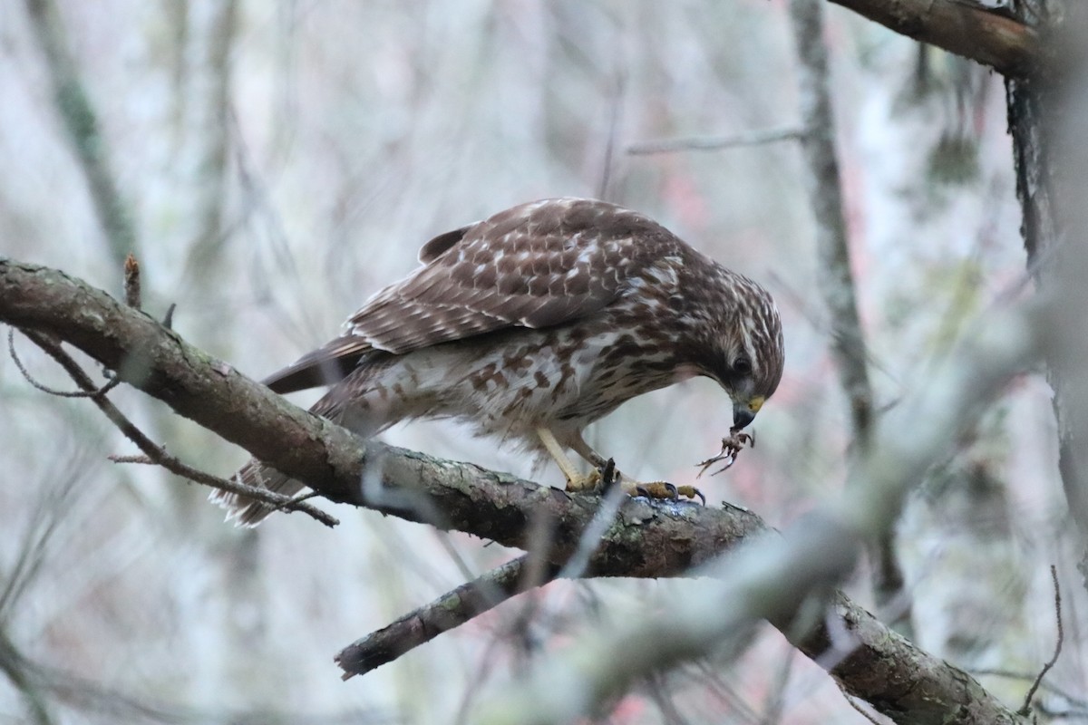 Red-shouldered Hawk (lineatus Group) - ML615869154