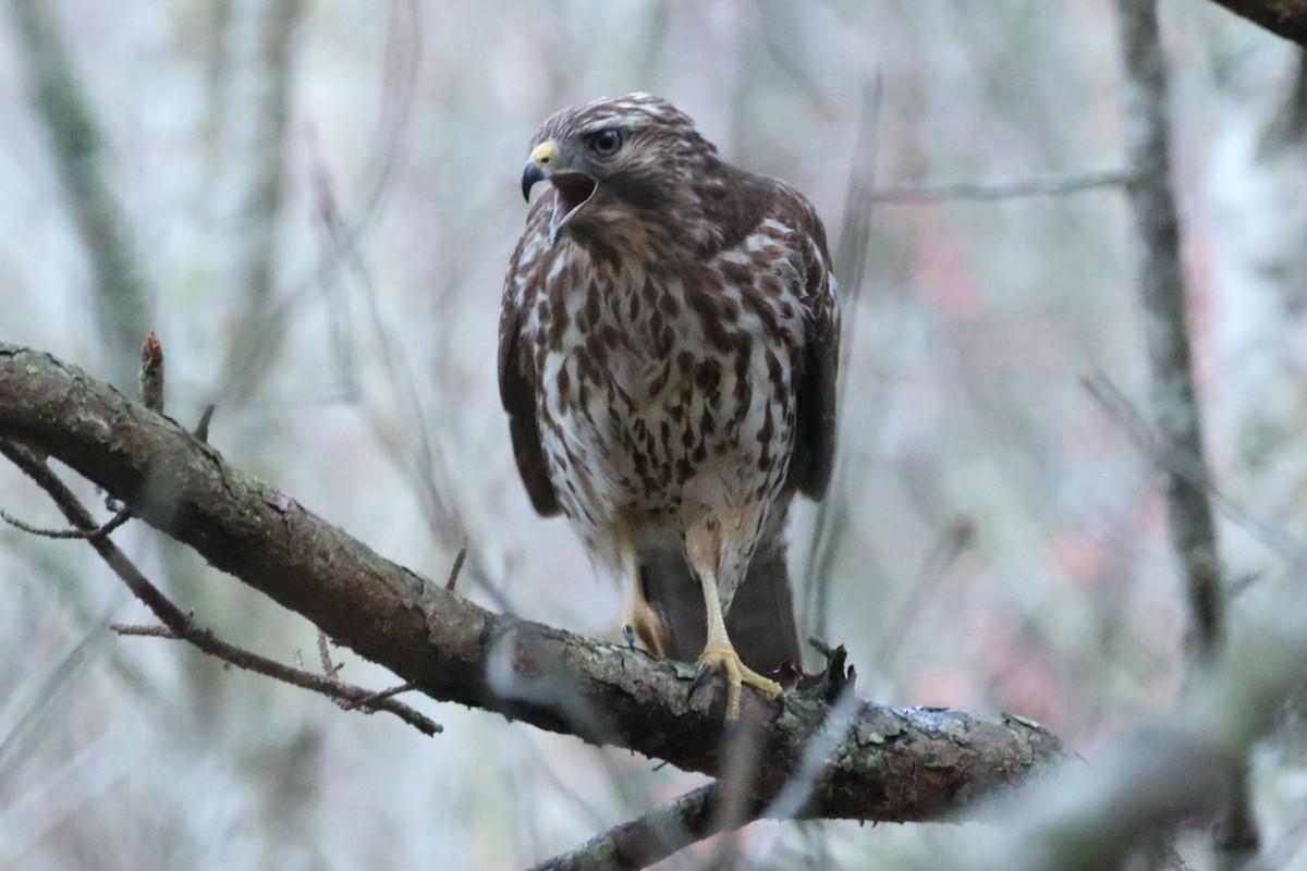 Red-shouldered Hawk (lineatus Group) - ML615869162