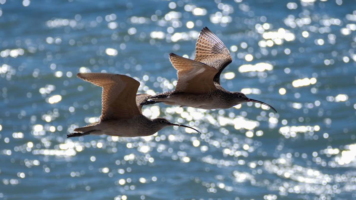 Long-billed Curlew - ML615869165
